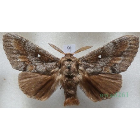 Dendrolimus pini (Linnaeus, 1758) male Barczatka sosnówka Czech9j